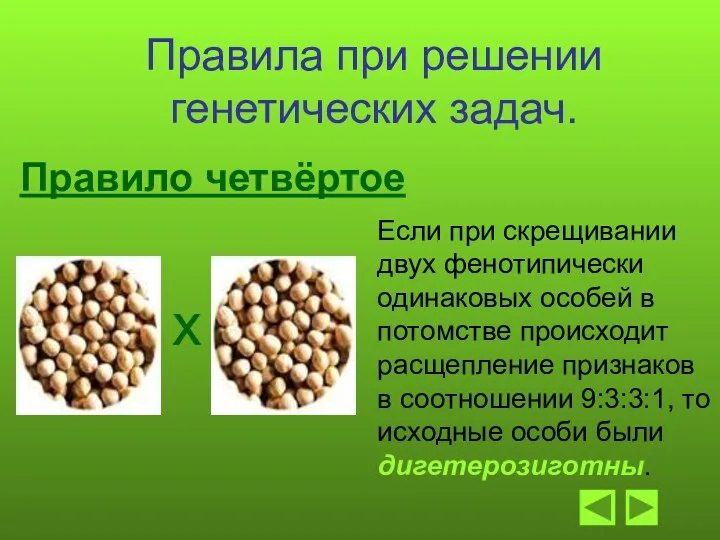 Правила при решении генетических задач. Правило четвёртое Если при скрещивании