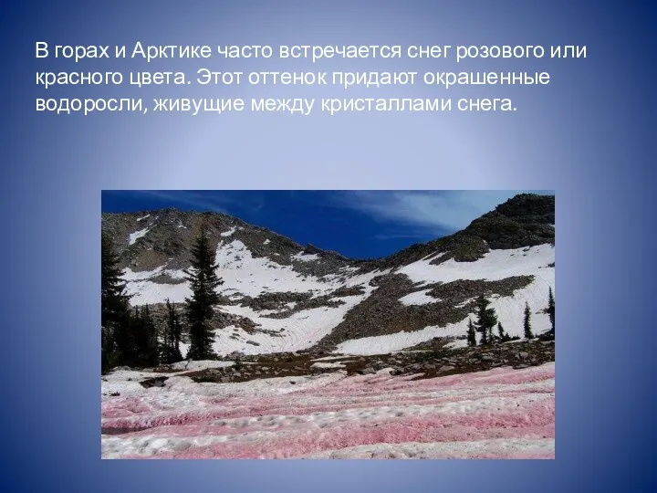 В горах и Арктике часто встречается снег розового или красного