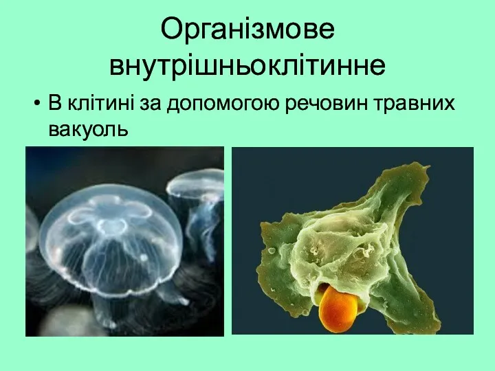 Організмове внутрішньоклітинне В клітині за допомогою речовин травних вакуоль