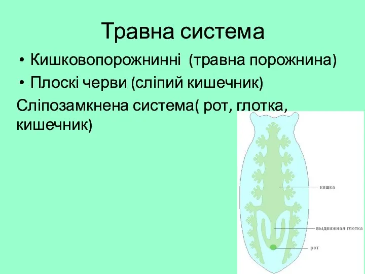 Травна система Кишковопорожнинні (травна порожнина) Плоскі черви (сліпий кишечник) Сліпозамкнена система( рот, глотка, кишечник)