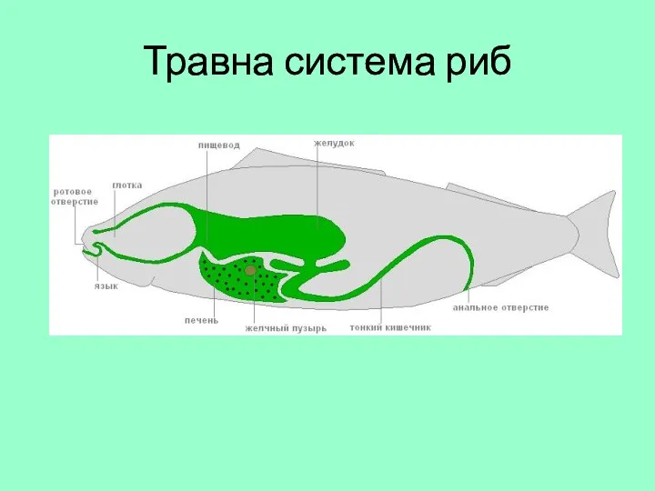 Травна система риб