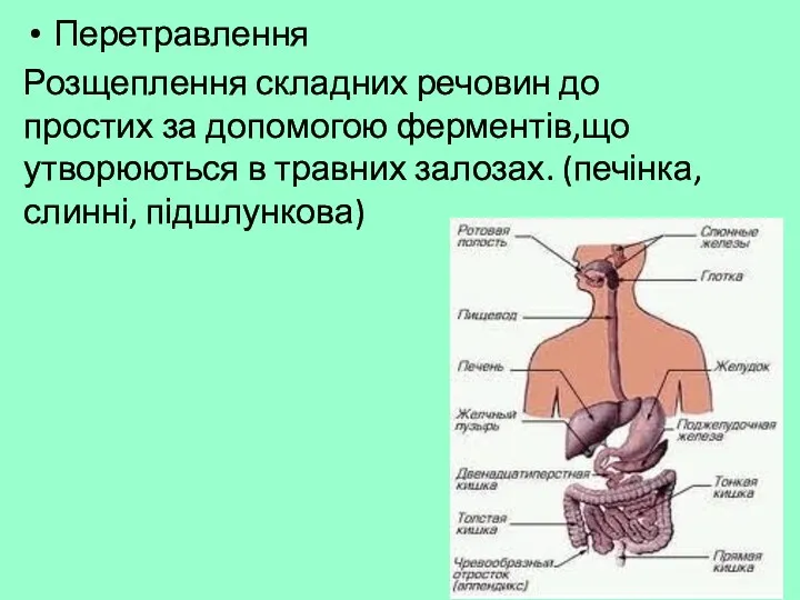 Перетравлення Розщеплення складних речовин до простих за допомогою ферментів,що утворюються в травних залозах. (печінка, слинні, підшлункова)