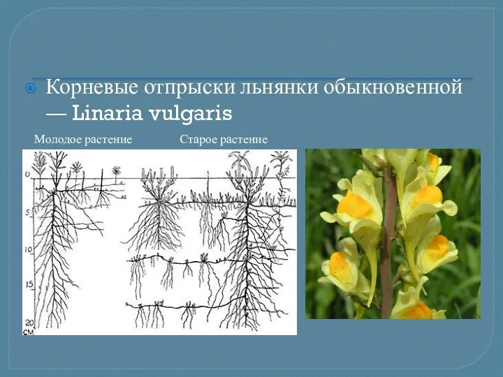 Корневые отпрыски льнянки обыкновенной — Linaria vulgaris Молодое растение Старое растение