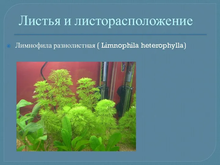 Лимнофила разнолистная ( Limnophila heterophylla) Листья и листорасположение