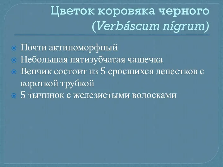 Цветок коровяка черного (Verbáscum nígrum) Почти актиноморфный Небольшая пятизубчатая чашечка