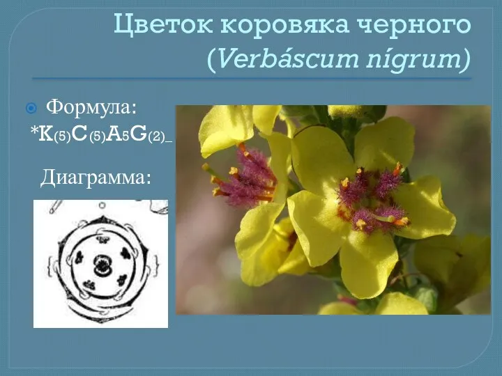 Цветок коровяка черного (Verbáscum nígrum) Формула: *K(5)C(5)A5G(2)_ Диаграмма: