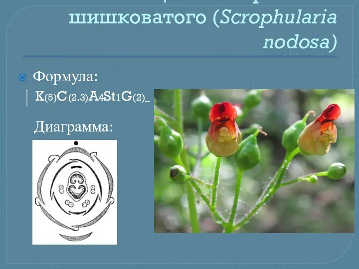 Цветок норичника шишковатого (Scrophularia nodosa) Формула: K(5)C(2.3)A4St1G(2)_ Диаграмма: