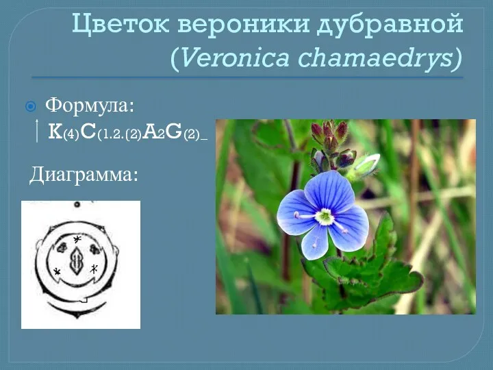 Цветок вероники дубравной (Veronica chamaedrys) Формула: K(4)C(1.2.(2)A2G(2)_ Диаграмма: