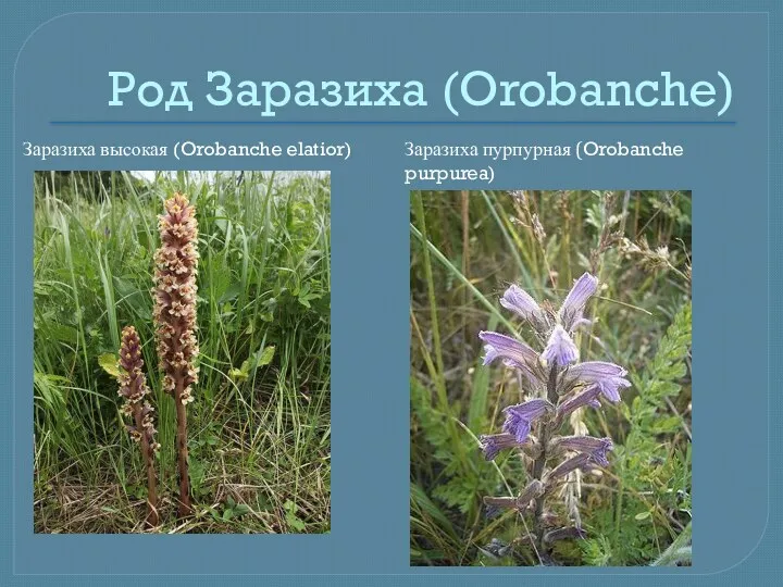 Род Заразиха (Orobanche) Заразиха высокая (Orobanche elatior) Заразиха пурпурная (Orobanche purpurea)