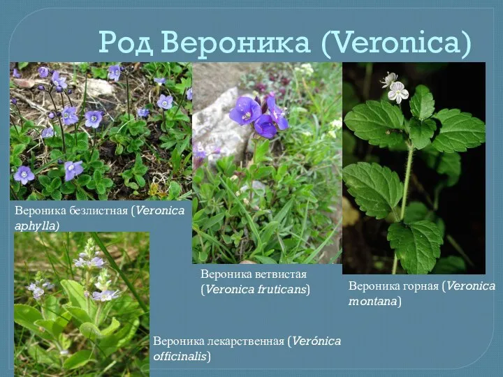 Род Вероника (Veronica) . Вероника безлистная (Veronica aphylla) Вероника ветвистая