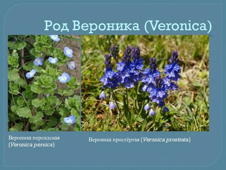 Род Вероника (Veronica) Вероника персидская (Veronica persica) Вероника простёртая (Veronica prostrata)