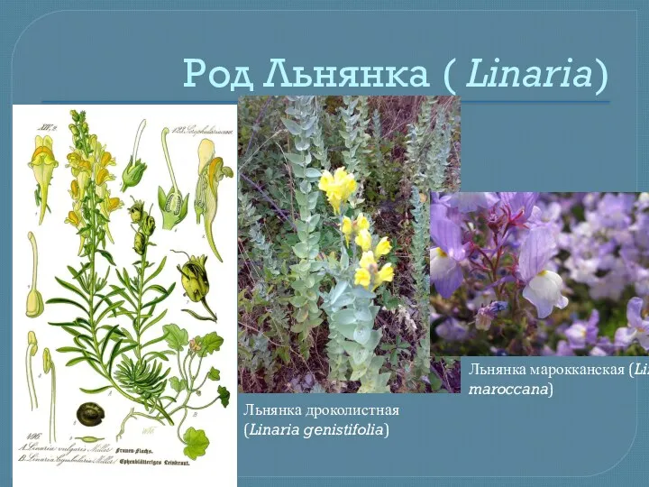 Род Льнянка ( Linaria) . Льнянка марокканская (Linaria maroccana) Льнянка дроколистная (Linaria genistifolia)