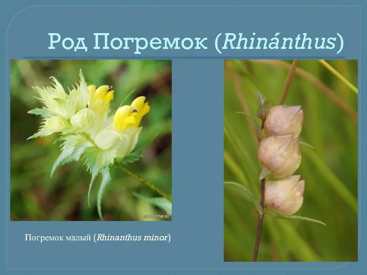 Род Погремок (Rhinánthus) . Погремок малый (Rhinanthus minor)