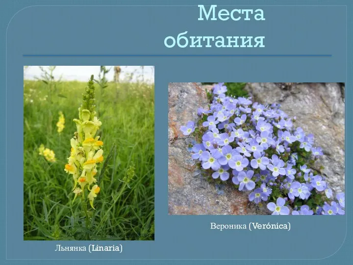 Места обитания Льнянка (Linaria) Вероника (Verónica)