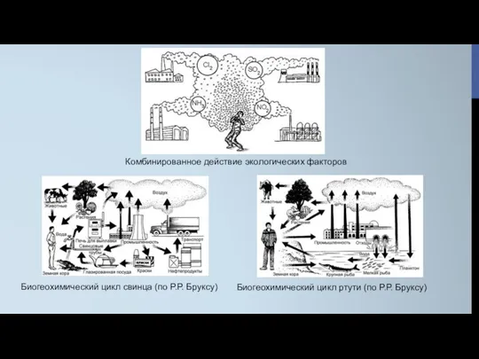 Комбинированное действие экологических факторов Биогеохимический цикл свинца (по Р.Р. Бруксу) Биогеохимический цикл ртути (по Р.Р. Бруксу)