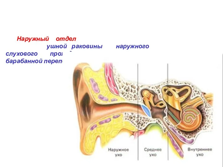 Слуховой аппарат состоит из трех отделов: наружного, среднего и внутреннего.