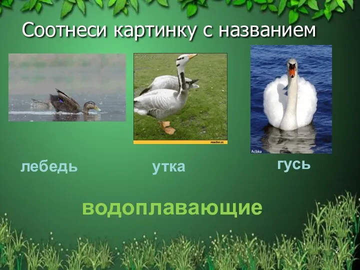 Соотнеси картинку с названием лебедь утка гусь водоплавающие