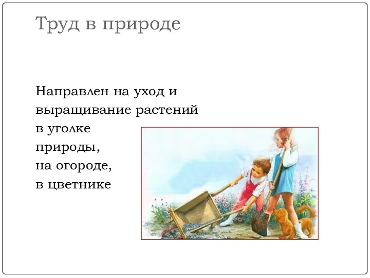 Труд в природе Направлен на уход и выращивание растений в уголке природы, на огороде, в цветнике