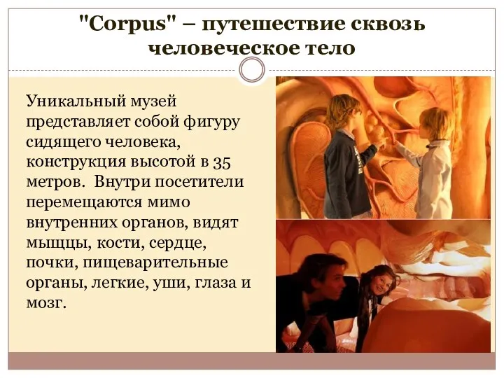 "Corpus" – путешествие сквозь человеческое тело Уникальный музей представляет собой