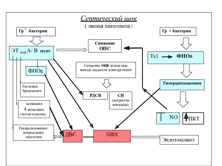 Септический шок ( звенья патогенеза ) Гр ¯ бактерии Гр