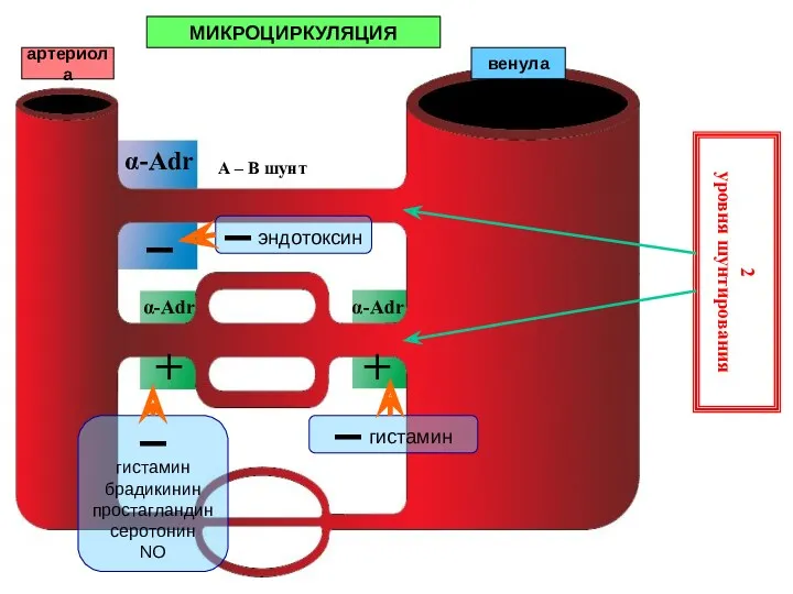 МИКРОЦИРКУЛЯЦИЯ артериола венула 2 уровня шунтирования А – В шунт