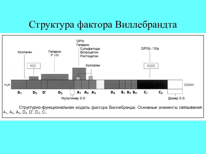 Структура фактора Виллебрандта