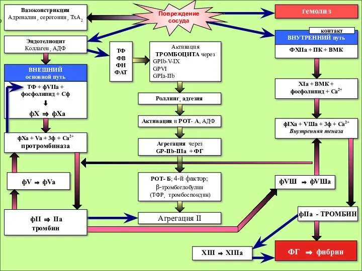 Активация ТРОМБОЦИТА через GPIb-V-IX GPVI GPIa-IIb ВНЕШНИЙ основной путь Вазоконстрикция