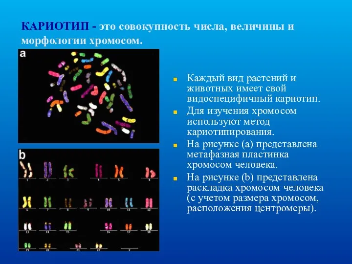 КАРИОТИП - это совокупность числа, величины и морфологии хромосом. Каждый