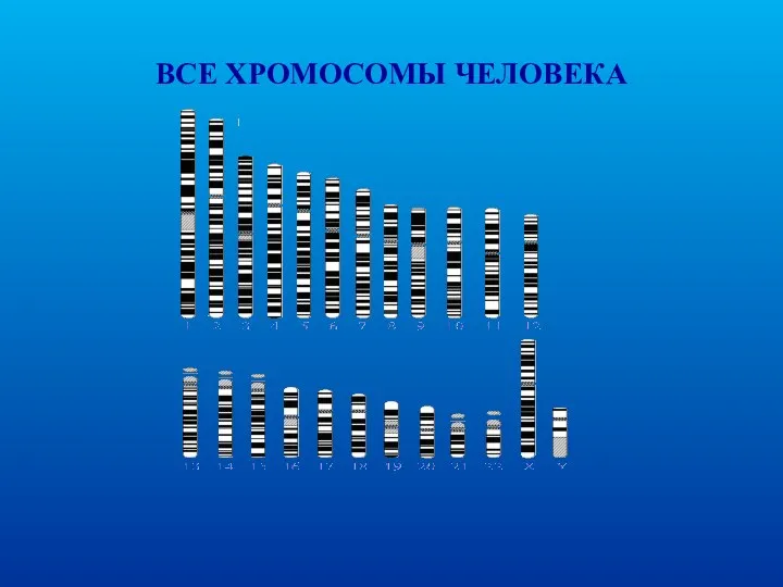 ВСЕ ХРОМОСОМЫ ЧЕЛОВЕКА