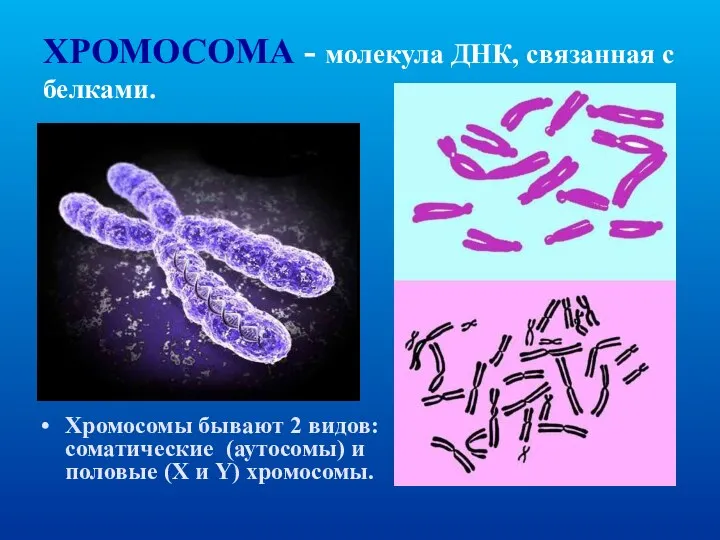 ХРОМОСОМА - молекула ДНК, связанная с белками. Хромосомы бывают 2