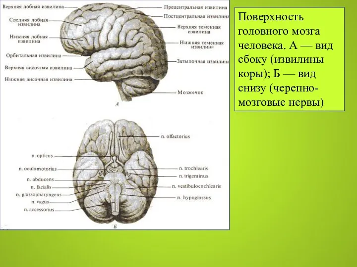 Поверхность головного мозга человека. А — вид сбоку (извилины коры); Б — вид снизу (черепно-мозговые нервы)