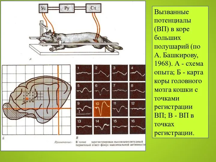 Вызванные потенциалы (ВП) в коре больших полушарий (по А. Башкирову,