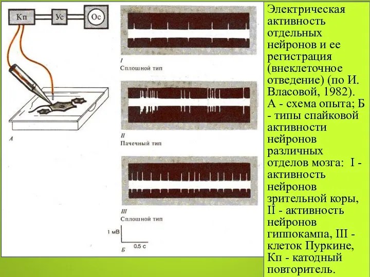 Электрическая активность отдельных нейронов и ее регистрация (внеклеточное отведение) (по