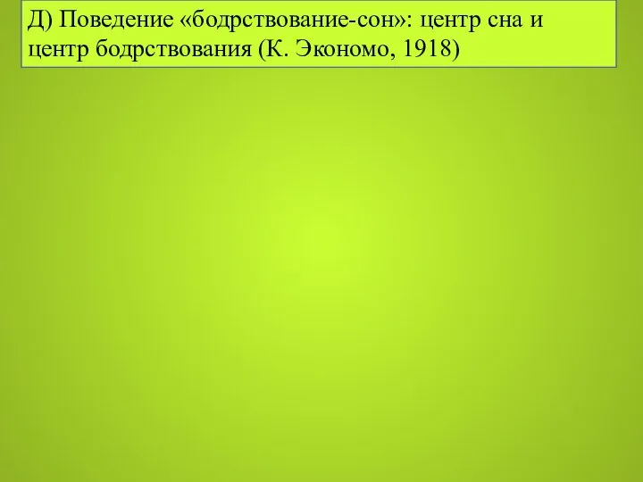 Д) Поведение «бодрствование-сон»: центр сна и центр бодрствования (К. Экономо, 1918)