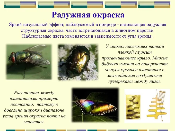 Радужная окраска У многих насекомых тонкой пленкой служит просвечивающее крыло.