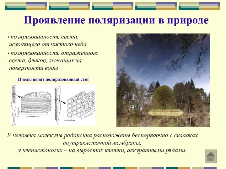 Проявление поляризации в природе поляризованность света, исходящего от чистого неба