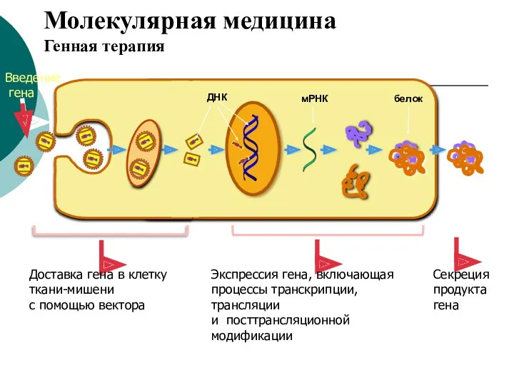 Молекулярная медицина Генная терапия Доставка гена в клетку ткани-мишени с