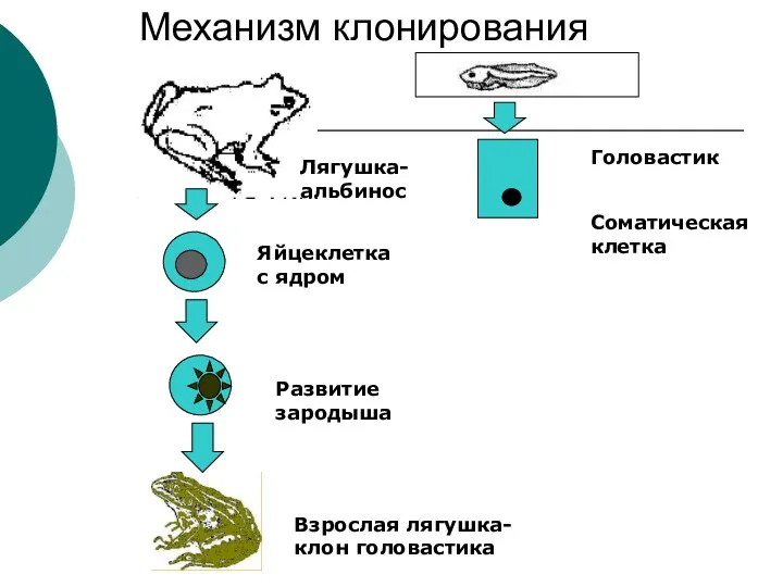 Механизм клонирования Лягушка-альбинос Яйцеклетка с ядром Удаление ядра Головастик Соматическая