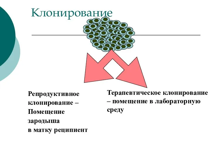 Клонирование Репродуктивное клонирование – Помещение зародыша в матку реципиента Терапевтическое клонирование – помещение в лабораторную среду