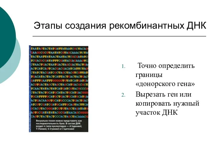 Этапы создания рекомбинантных ДНК Точно определить границы «донорского гена» Вырезать ген или копировать нужный участок ДНК