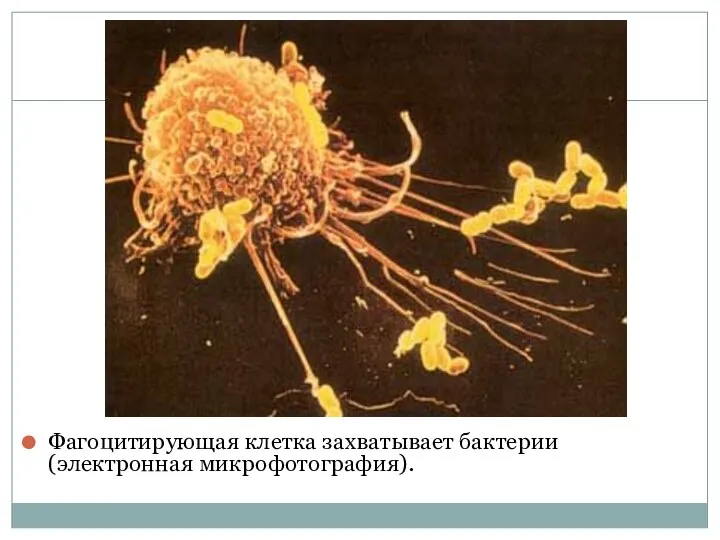 Фагоцитирующая клетка захватывает бактерии (электронная микрофотография).