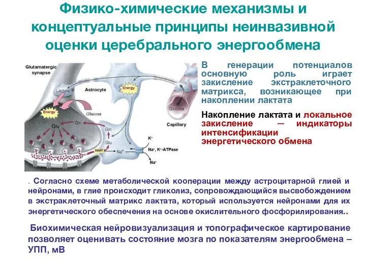 В генерации потенциалов основную роль играет закисление экстраклеточного матрикса, возникающее