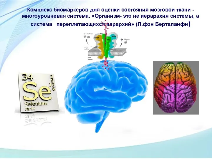 Комплекс биомаркеров для оценки состояния мозговой ткани - многоуровневая система.