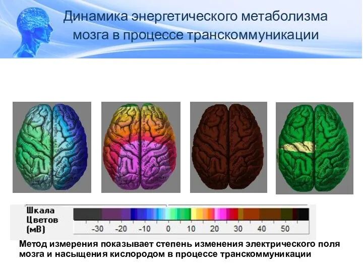 Уровень постоянного потенциала мозга на последовательных этапах ишемического каскада Метод