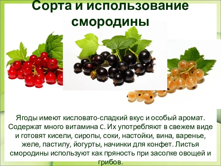 Сорта и использование смородины Ягоды имеют кисловато-сладкий вкус и особый