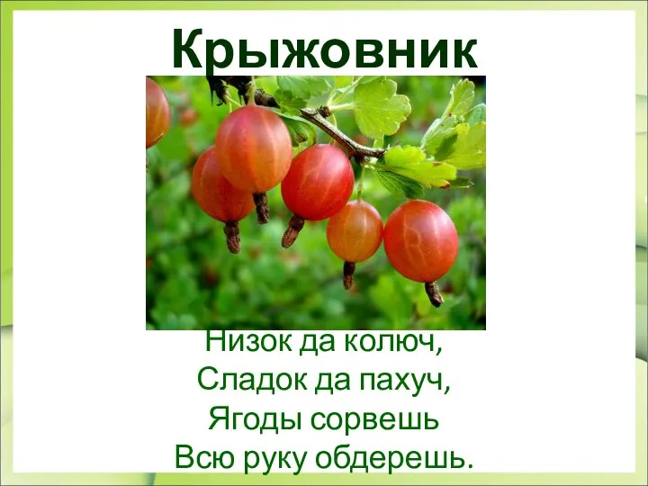 Крыжовник Низок да колюч, Сладок да пахуч, Ягоды сорвешь Всю руку обдерешь.