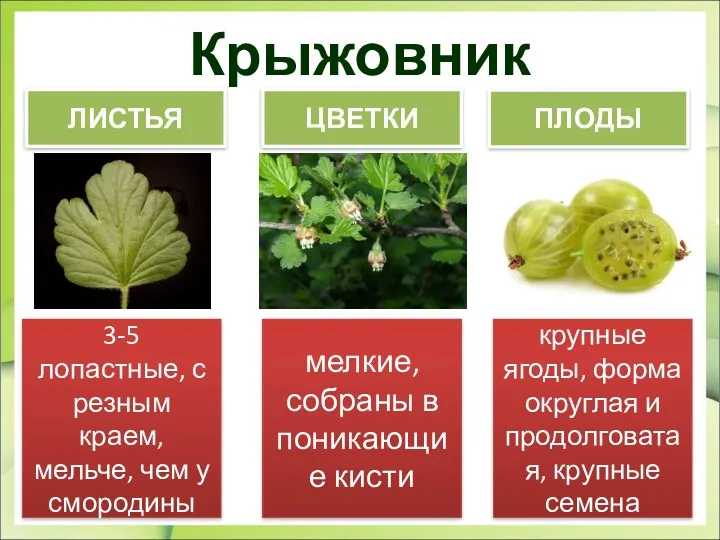 мелкие, собраны в поникающие кисти 3-5 лопастные, с резным краем,