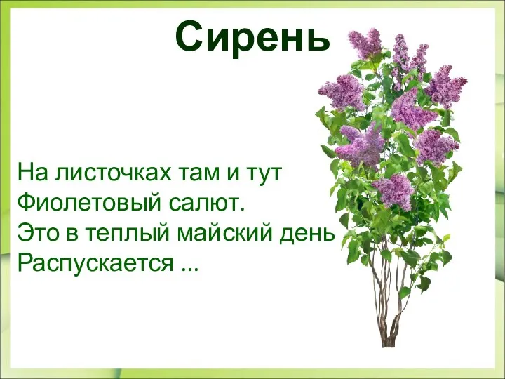 Сирень На листочках там и тут Фиолетовый салют. Это в теплый майский день Распускается ...