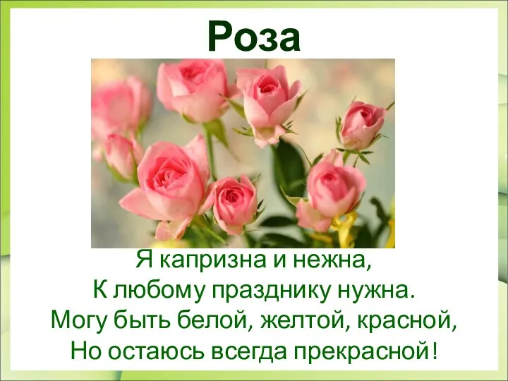 Роза Я капризна и нежна, К любому празднику нужна. Могу