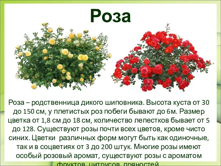 Роза Роза – родственница дикого шиповника. Высота куста от 30